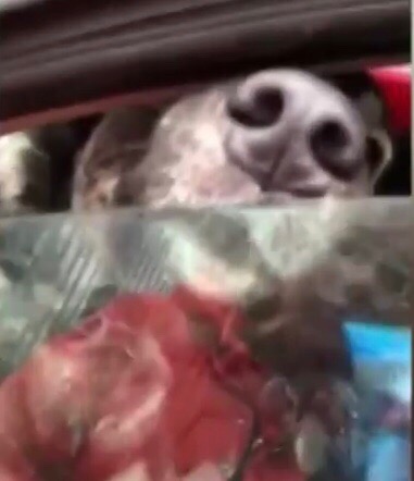 На Ленинградском шоссе в машине заперли собак, которые провели там больше недели.