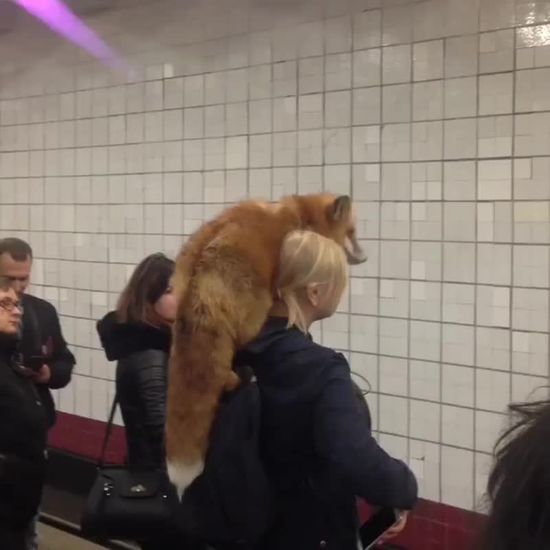 В сети появился ролик, где девушка прокатилась в метро с живой лисой на плече. Все происходит на ста...