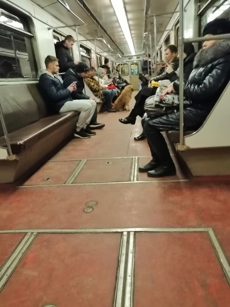 Собака сама прошла в метро, станция метро «Войковская», села в вагон поезда и поехала .