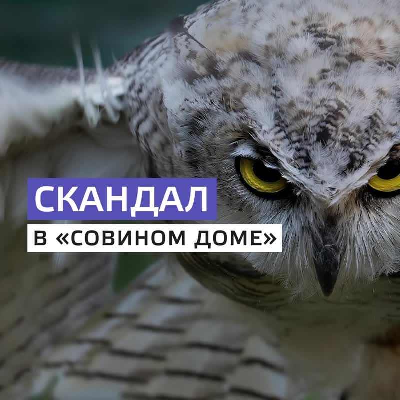 Пух и перья летят. Зоозащитники готовы бороться за ушастых сов, которые "работают" в московском анти...