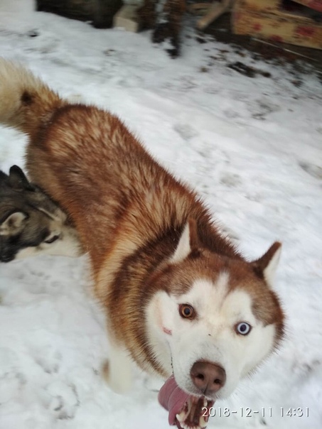 Найден пёс в Загорново