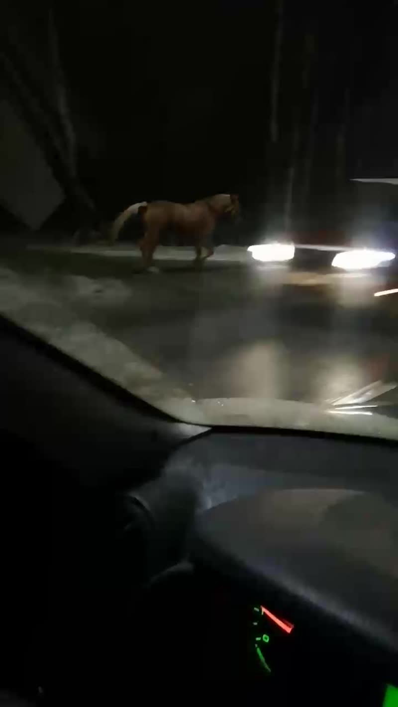 По дороге в ЖК "Город Набережных" кажется потерялась лошадь.