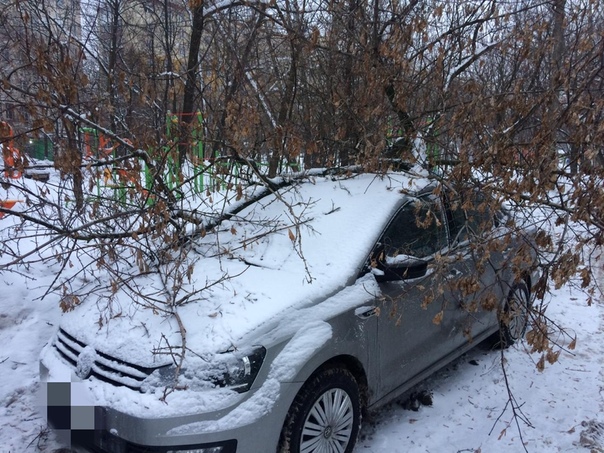 Упало дерево под тяжестью снега. ЮВАО, Ферганский проезд 3-1, во дворе дома