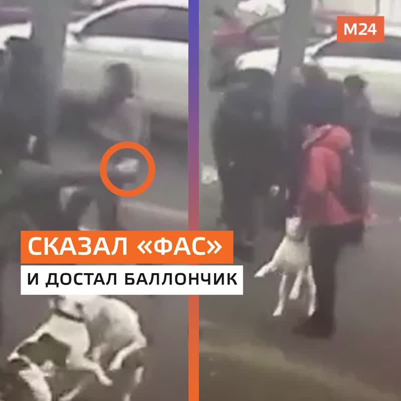 Собаки «бойцовых» пород набросились на прохожих возле станции МЦК «Окружная». А их хозяин, вместо то...