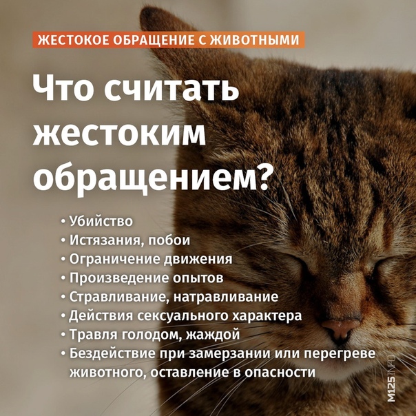 В России есть закон, запрещающий жестокое обращение с животными. Как защитить животных от людей и чт...