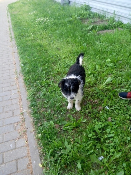 В Климовске ищут юношу, который спас щенка из-под поезда