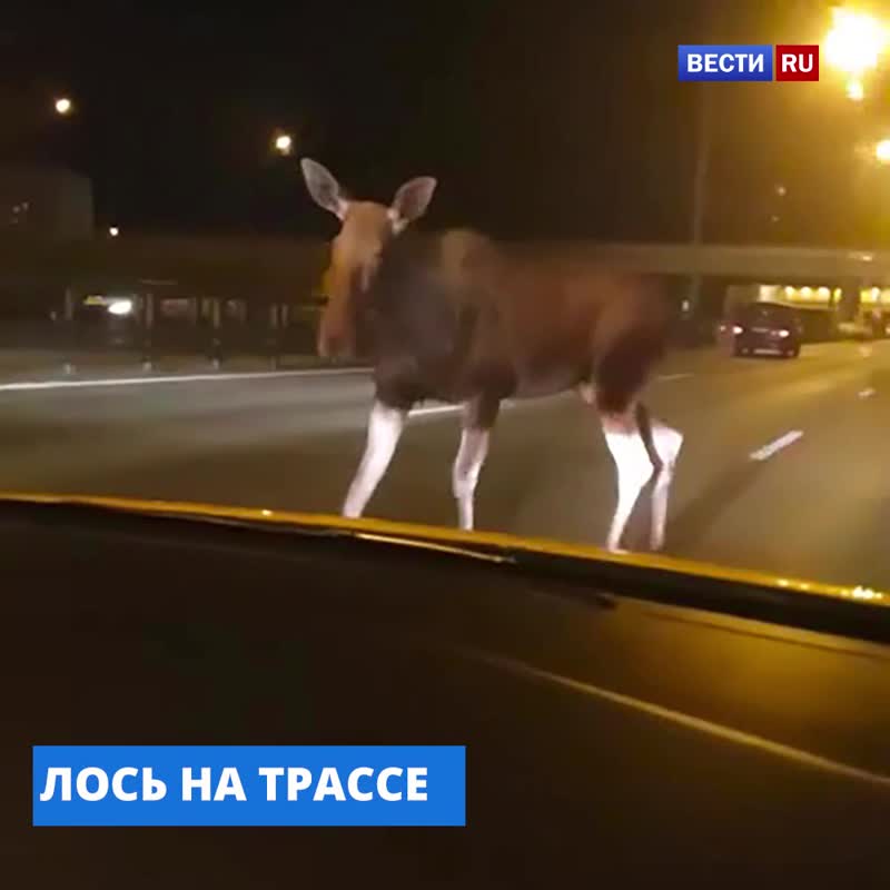 Лось вышел в люди - лесной гость распугал автомобилистов на Киевском шоссе и испугался сам.