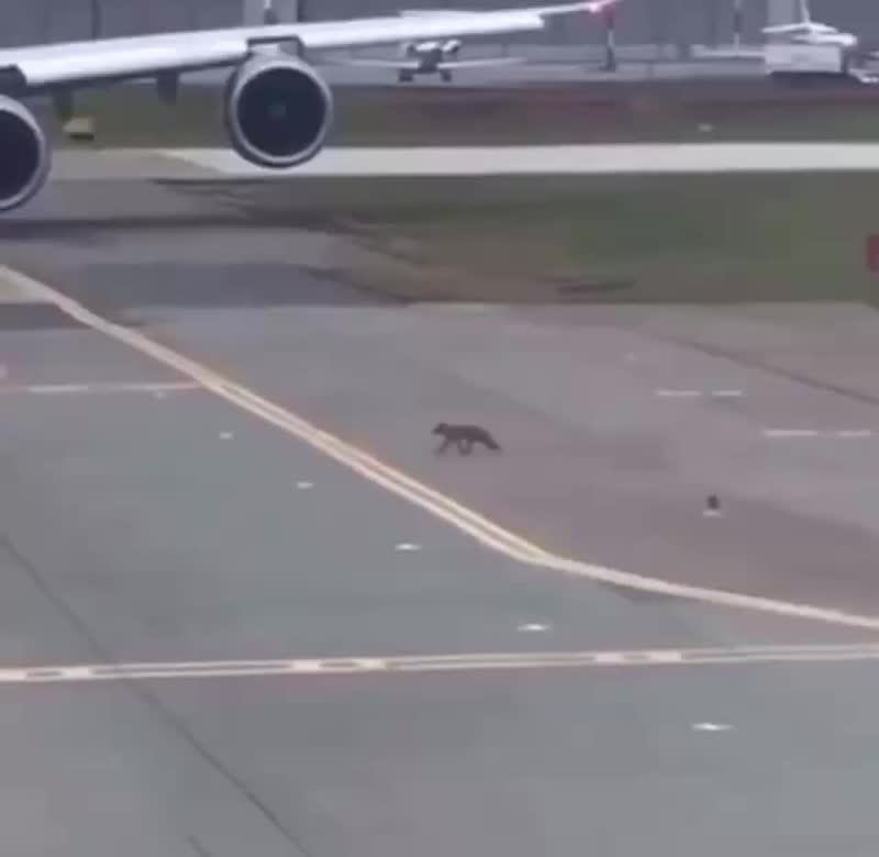 В аэропорту Шереметьево самолет пропустил забежавшую на ВПП лисичку