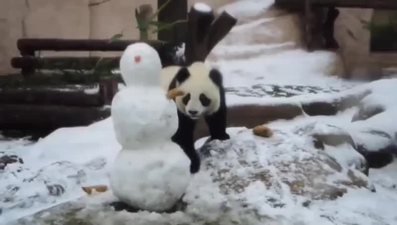 Жуткое убийство произошло в Московском зоопарке. Панда Диндин жестоко расправилась со снеговиком. Од...