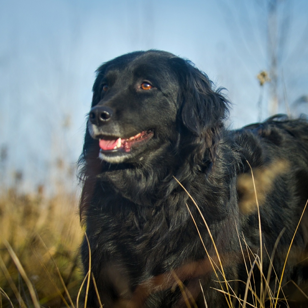 Пропала собака:
 6 декабря видели очень похожую собаку на съезде с М11 (платка) в сторону Зеленоград...