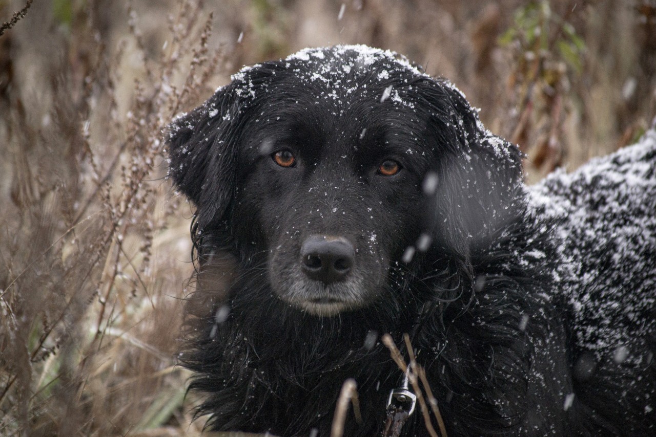 Пропала собака:
 6 декабря видели очень похожую собаку на съезде с М11 (платка) в сторону Зеленоград...