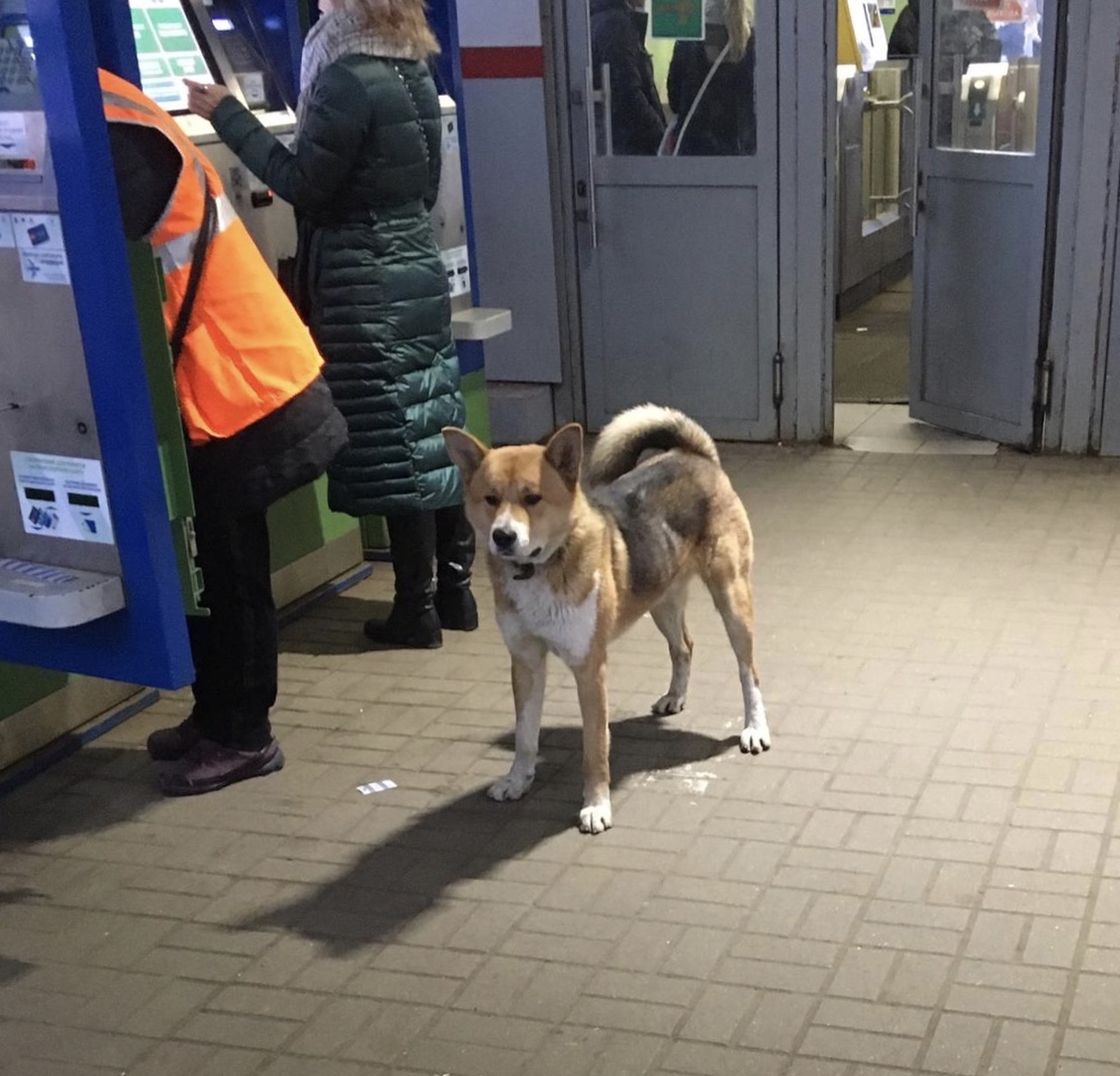 Около станции Ильинская вот уже вторую неделю бродит пёс породы Акита. С ошейником и очень тянется к...