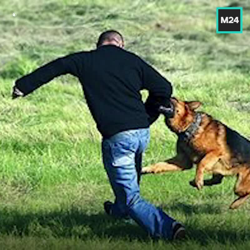 Без намордника и поводка — вне закона! Выгул собак без спецэкипировки с 1 января 2020 года запрещён....