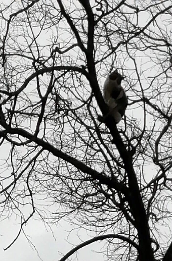 Подскажите, пожалуйста, как снять кота с дерева? Бедолага мяучит вторые сутки на улице Зелёная д. 14...